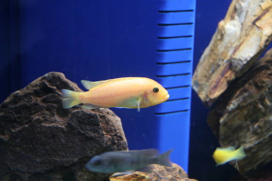 熱帶魚