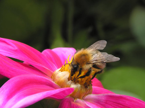 蜜蜂