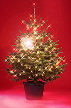 圣誕樹，weihnachtsbaum