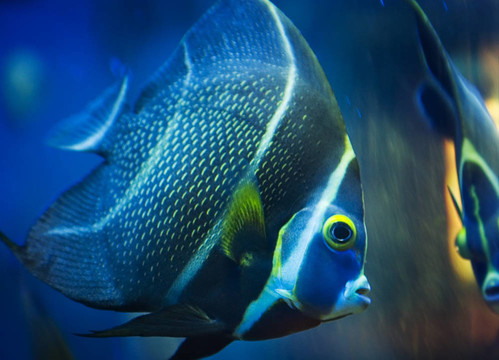 熱帶魚