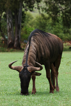 野生藍(lán)wildebees放牧