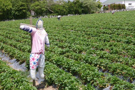 稻草人