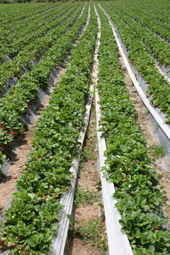 Strawberry農場