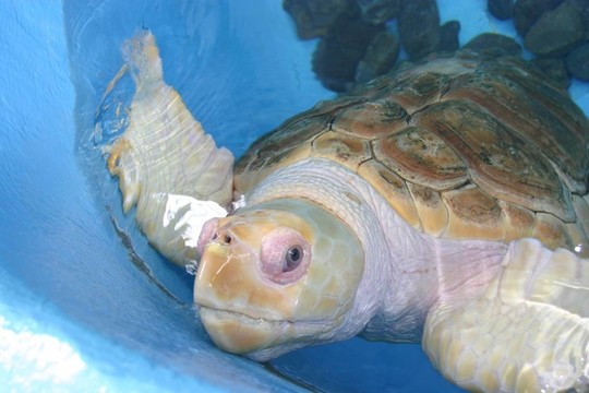 海龜