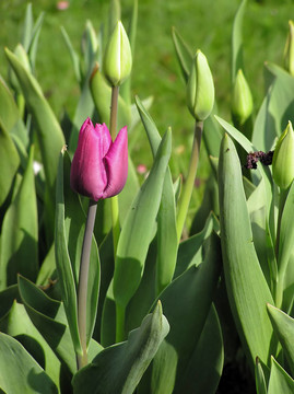 粉紅色的TULP