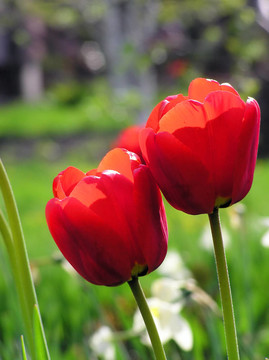 紅TULPs