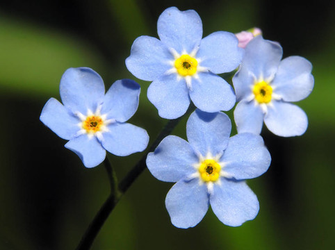 藍(lán)色的花