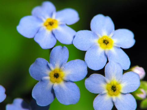 藍(lán)色的花