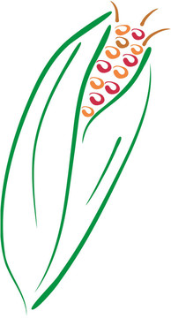 玉米線條藝術(shù)