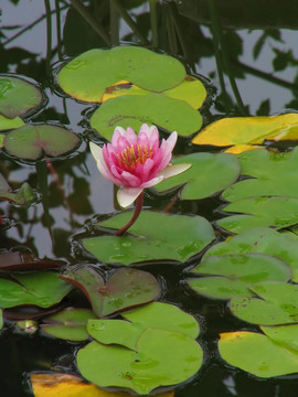 Pink Lily和墊