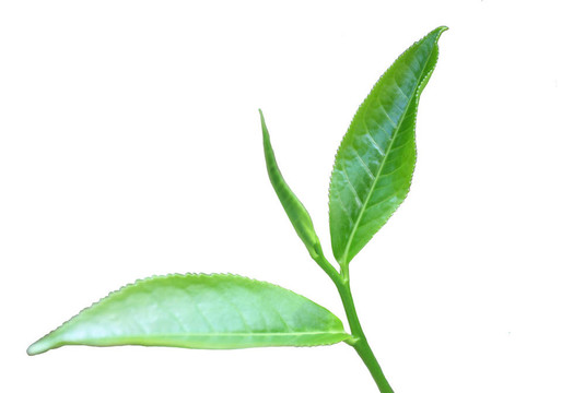 茶葉