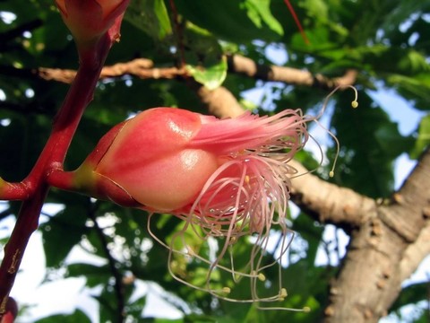 熱帶開花的花蕾