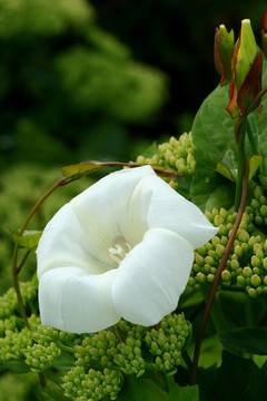旋花