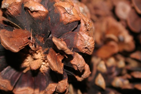 松樹(shù)的球果