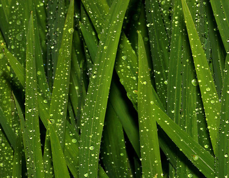 閃亮的葉子