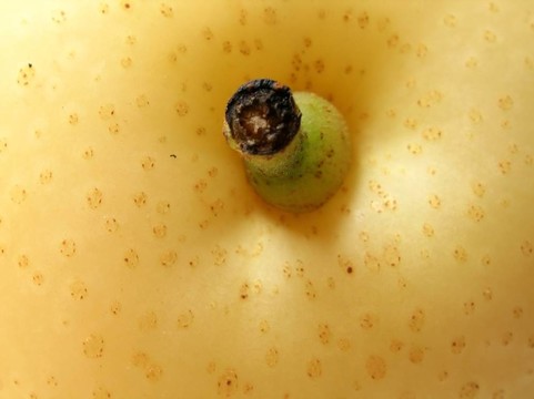 日本納什豌豆細(xì)節(jié)