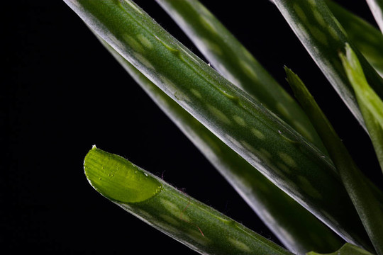 Aloe Vera（庫拉索蘆薈）