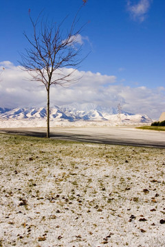 冬與雪；樹與山