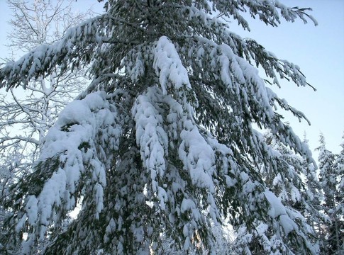 白雪覆蓋的樹(shù)
