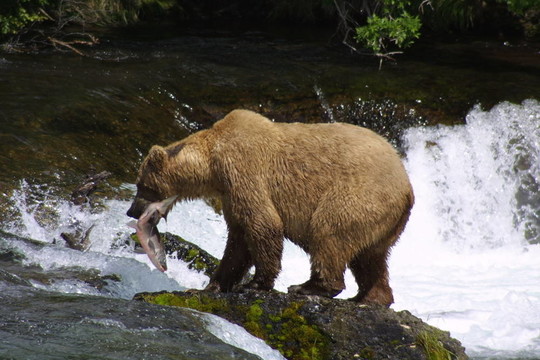 Brown Bear與魚