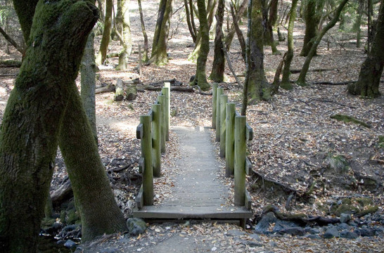 樹林中的橋