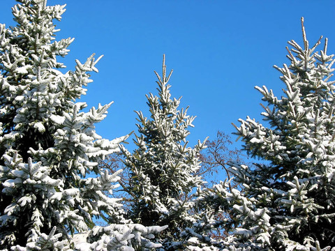 雪1下的冬天的冷杉樹