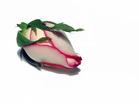 玫瑰花蕾