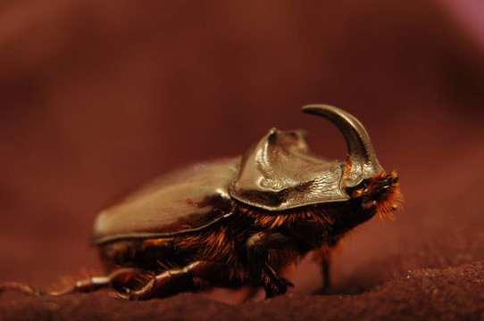 rhinobeetle