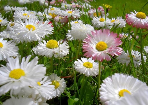 雛菊花