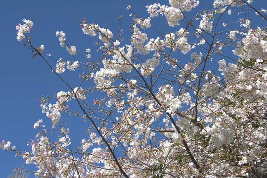 櫻桃樹開花