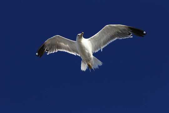 飛翔的鳥