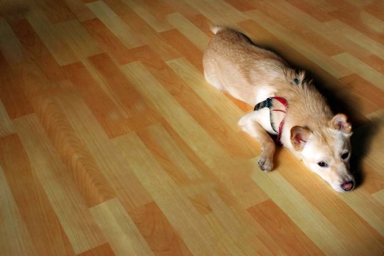 狗