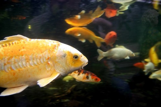 魚罐
