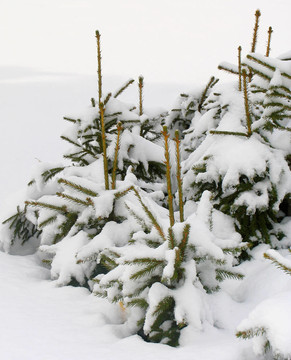 雪下的冷杉樹
