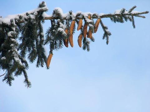 雪下的樹枝