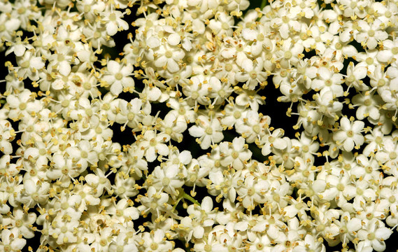 Elderflowers。