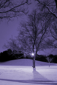 燈柱；Snowy Hill；樹木和它是冬天的時(shí)候
