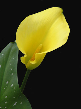 Calla Lily分離