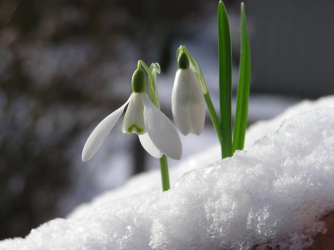 雪花蓮