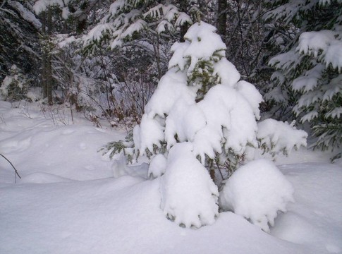 白雪覆蓋的樹