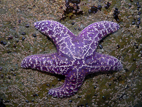 海星在巖石上