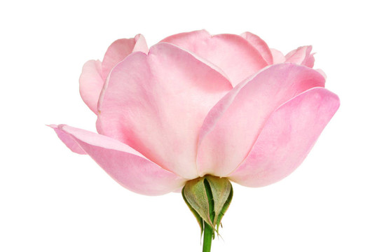 孤立Pink Rose