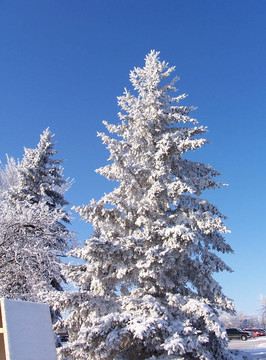 白雪覆蓋的松樹(shù)