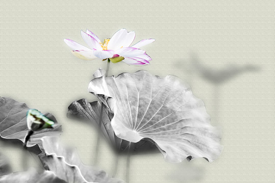 荷花水墨