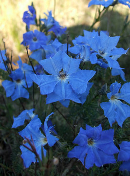 花lechenaultia、石斛。