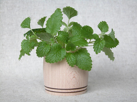 檸檬香蜂草