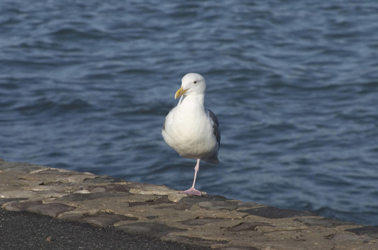海鷗