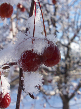 白雪覆蓋的櫻桃