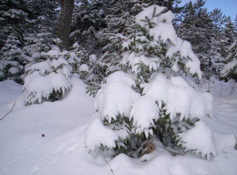 白雪覆蓋的樹