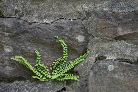 蕨類植物